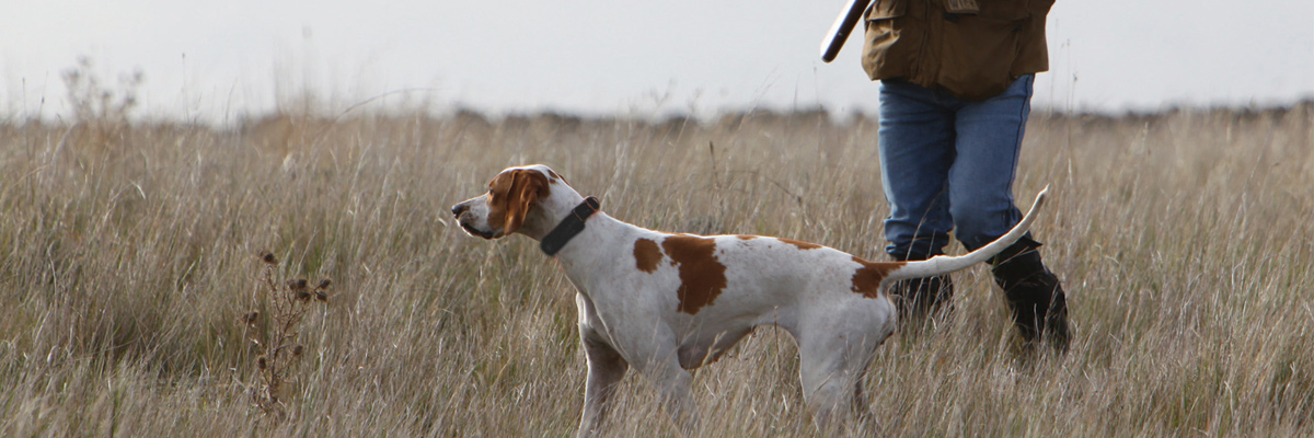 Working Gundogs
