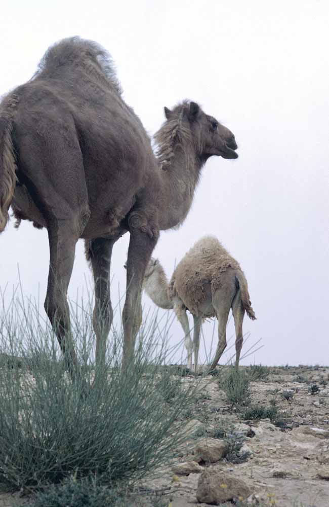 You eat camel? | Sporting Shooters' Association of Australia (SSAA)