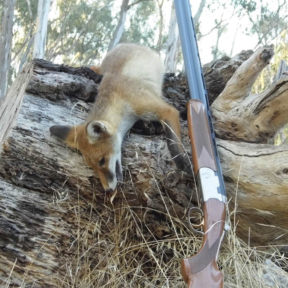 Fluffy fox and feral cat campaigns not a hoax Sporting Shooters' Association of Australia (SSAA)