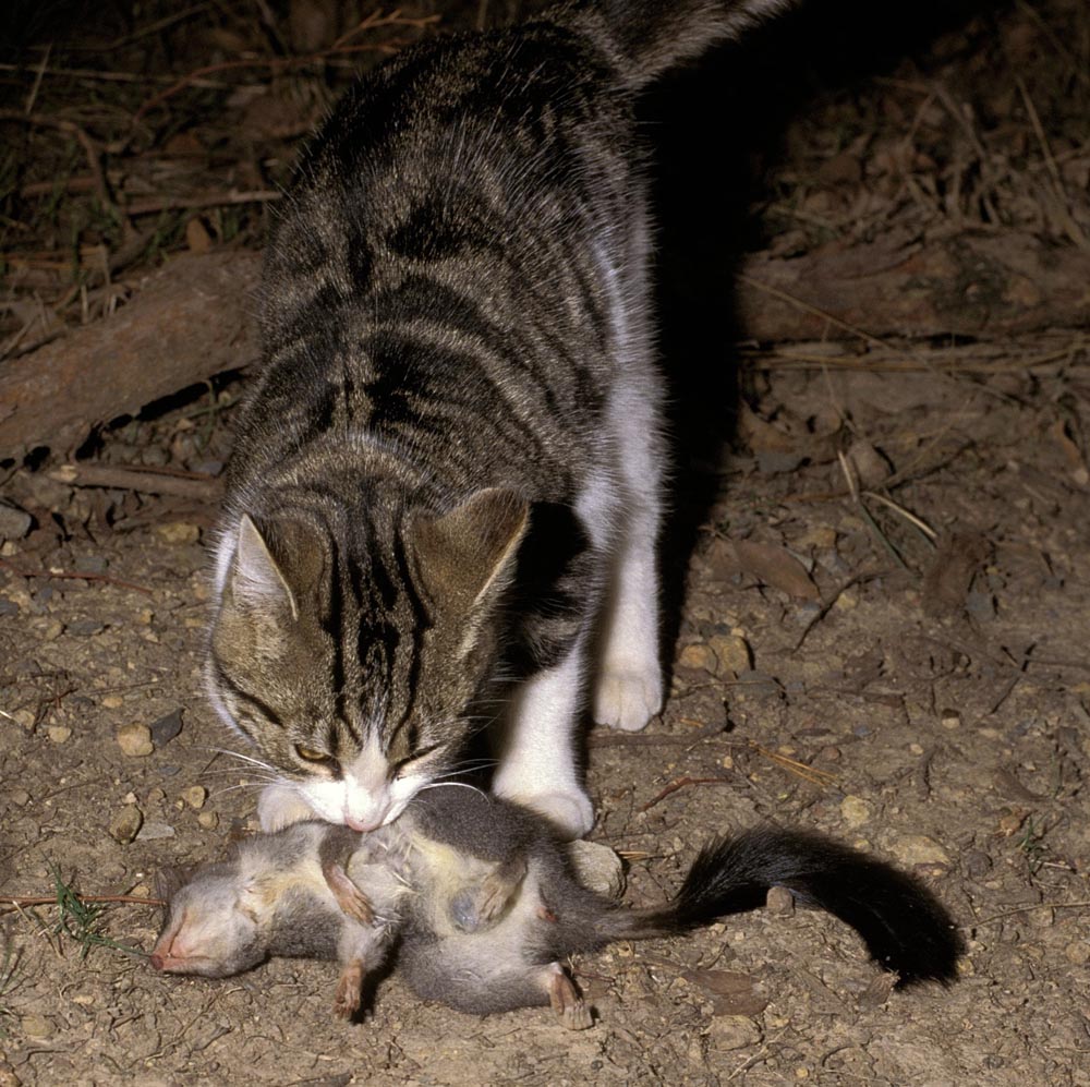 Participate In The National Feral Cat Control Survey Sporting 