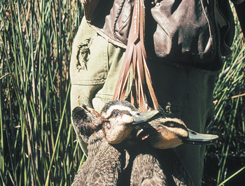 Leather loops attached to a belt are a good way to carry ducks already taken