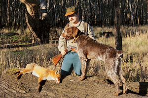 Big dogs, like this wirehaired pointer, are popular on fox drives, as they have the stamina to put in a full day's work