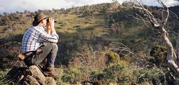 Glassing from a good vantage point is one of the best ways to find fallow deer