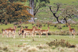 The deer to choose for venison from this group is the maiden doe, second from the right