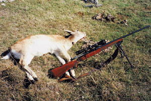 A maiden doe taken cleanly with the author’s Winchester Featherweight in .270 calibre