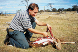 Boning meat from a doe in the field