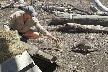 Not all roos are doing so well. Here the author is assisting a recovery program for endangered flashjack wallabies in Central Queensland