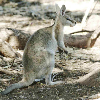 From 85kg red kangaroos to this endangered 5kg flashjack wallaby, the kangaroo family is diverse and unique