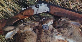 Have you encountered the situation of all the rabbits disappearing out of sight into the bracken before you are in range?