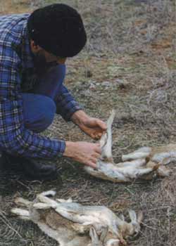 After a quick few minutes shooting over ferrets, this hunter pairs the rabbits for easy transportation