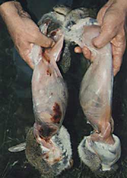 Shown are two rabbits, the one on the left was taken with 32 grams of No. 2 shot while the one on the right was taken with 32 grams of No. 6 shot