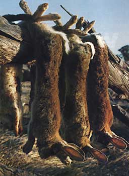 The pairing of rabbits is a popular way of carrying them as well as enabling the carcasses to be draped over a log to drain and cool down