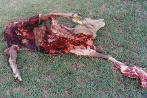 What was left of a prize sheep after a dingo attack.