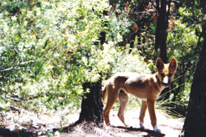 A pure-bred Fraser Island dog. Note the white feet.