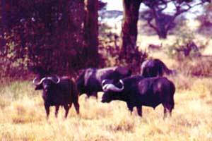 Hunting in Zimbabwe
