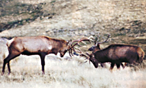 A wapiti and a wapiti-red deer cross testing their mettle as the rut approaches while a younger animal looks on.
